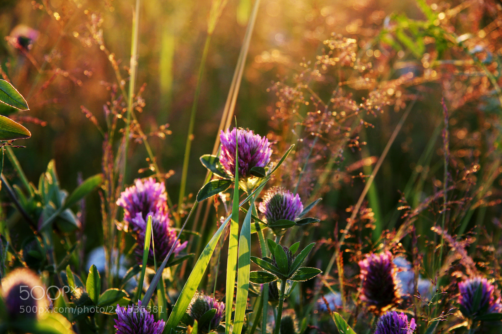 Canon EOS 40D sample photo. а photography