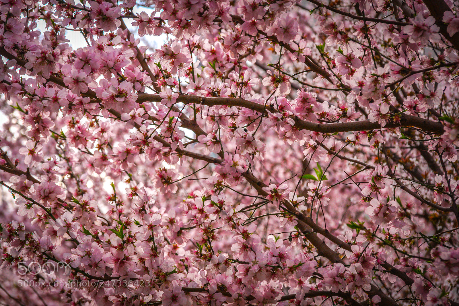 Canon EOS 40D sample photo. Blossom photography