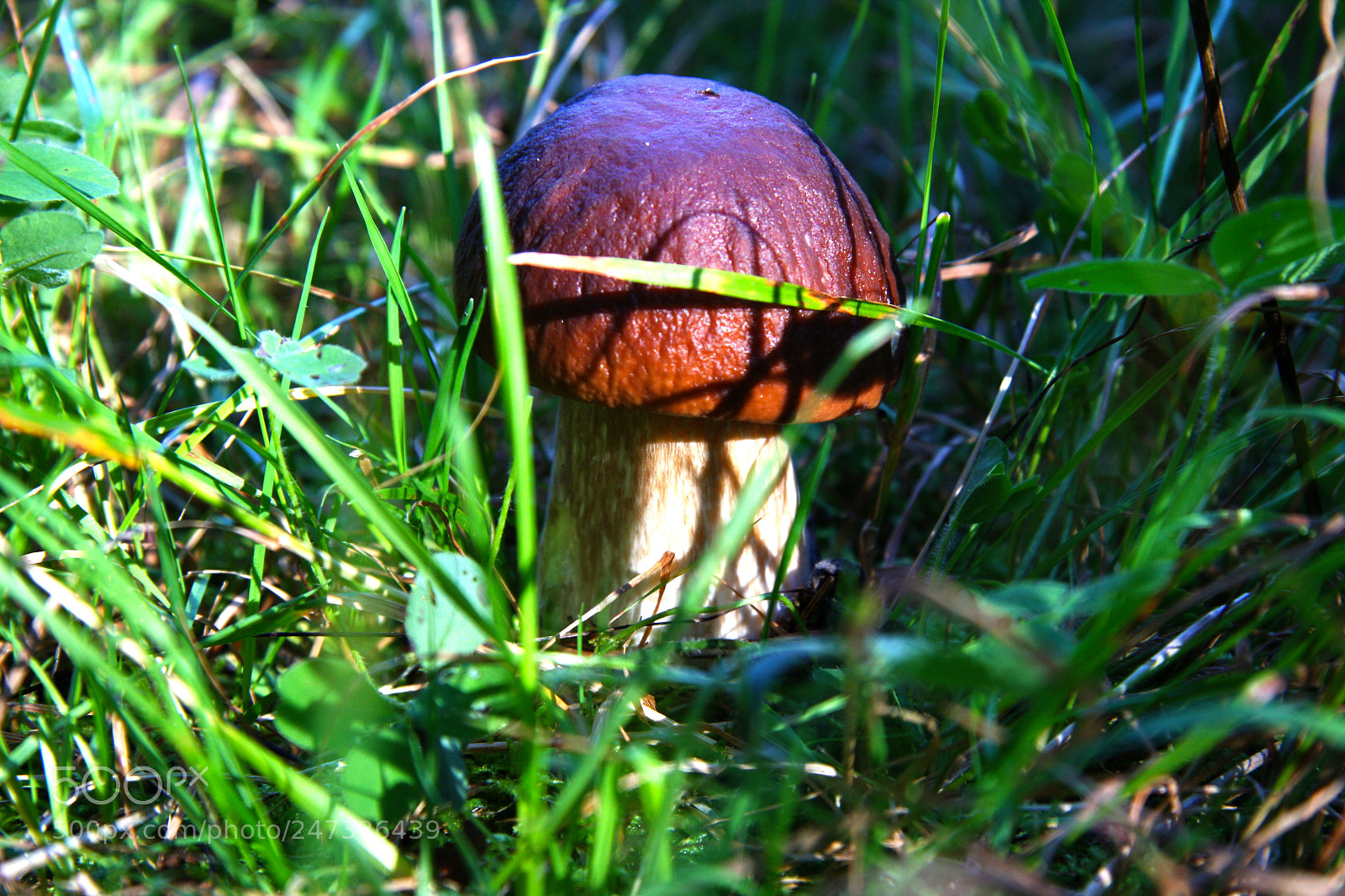 Canon EOS 40D sample photo. A photography