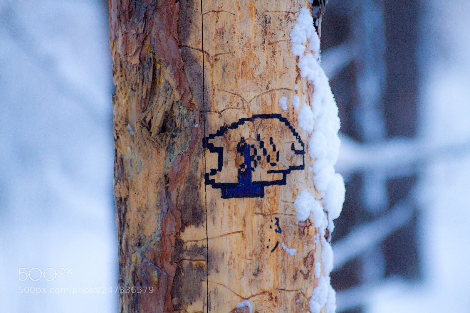 Canon EOS 7D sample photo. Pixel cat photography