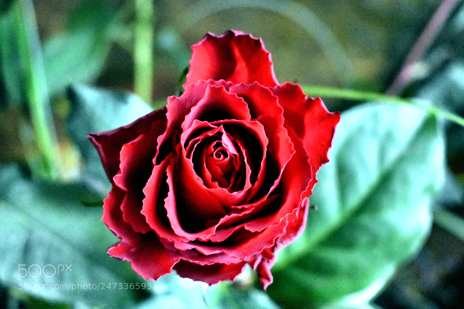 Nikon D3400 sample photo. La rose episode ii photography