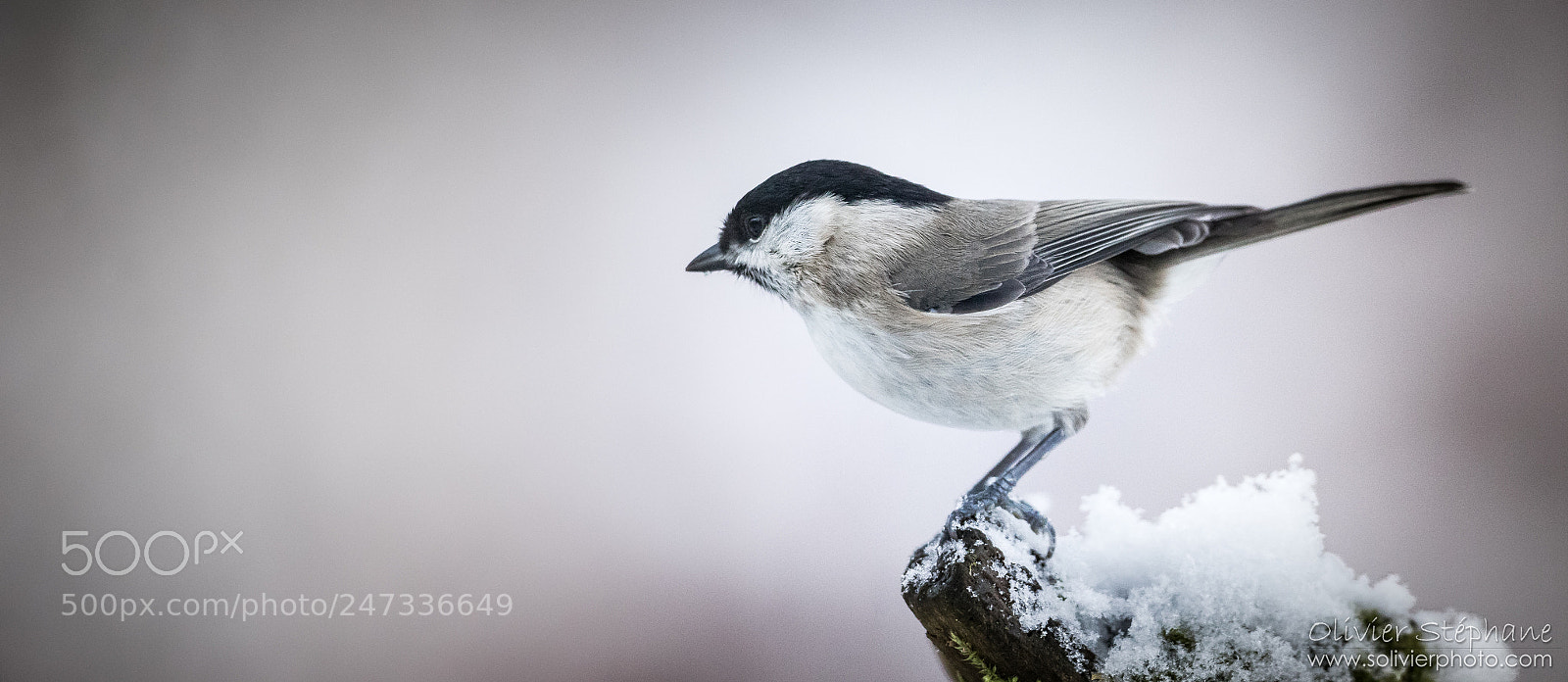 Canon EOS 7D Mark II sample photo. Mésange nonnette photography