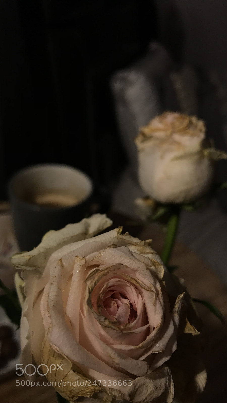 Apple iPhone 7 sample photo. Untitled photography
