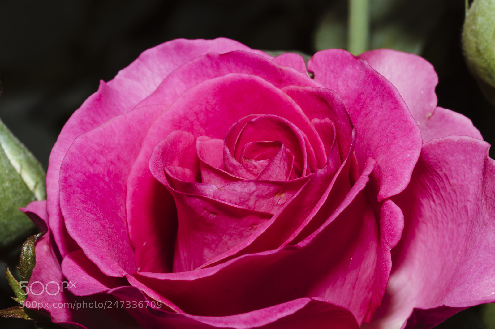 Nikon D3200 sample photo. A beautiful pink rose.jpg photography