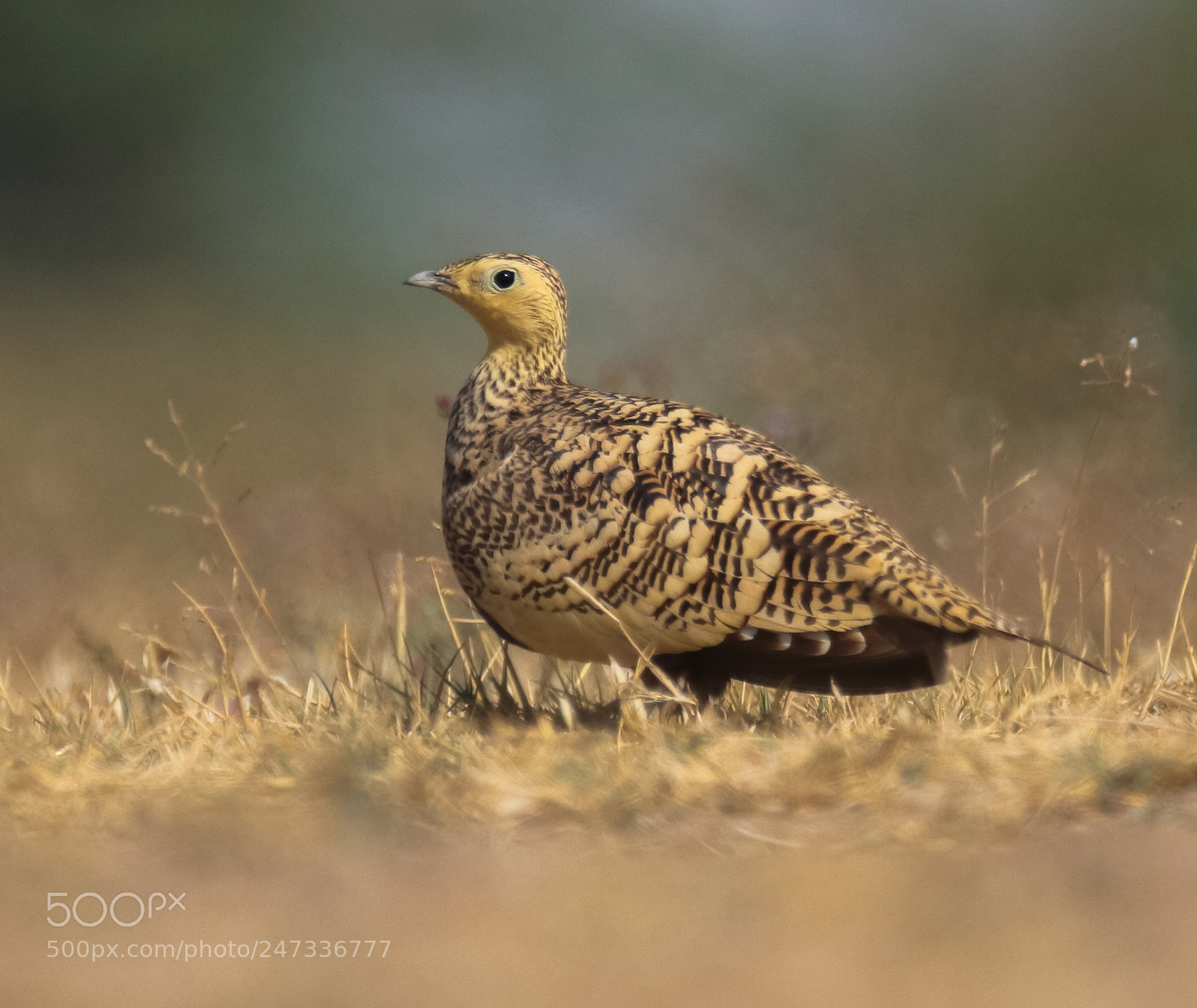 Canon EOS 77D (EOS 9000D / EOS 770D) sample photo. Chestnut bellied sandgrouse photography