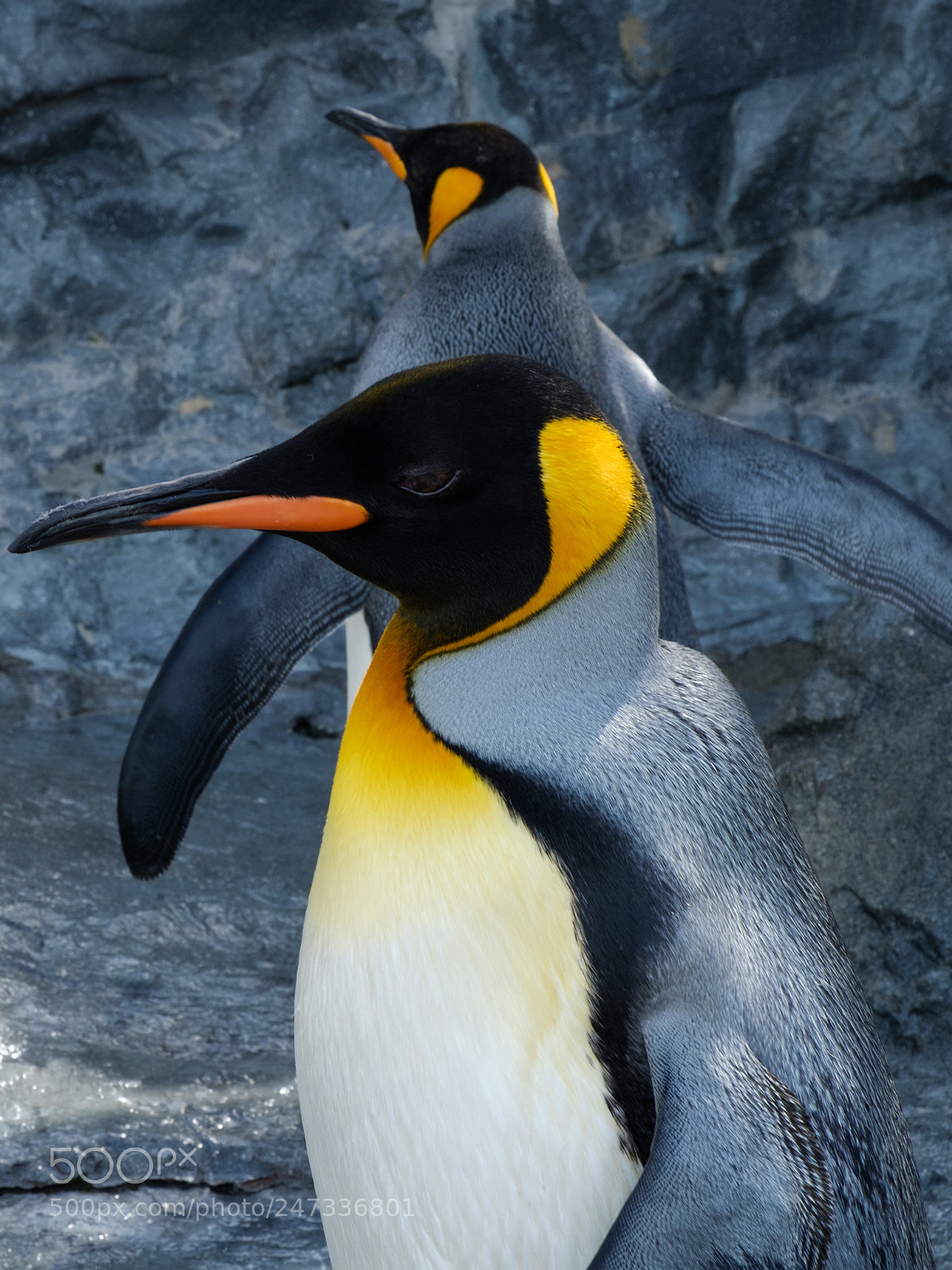 Fujifilm X-T2 sample photo. Penguins photography