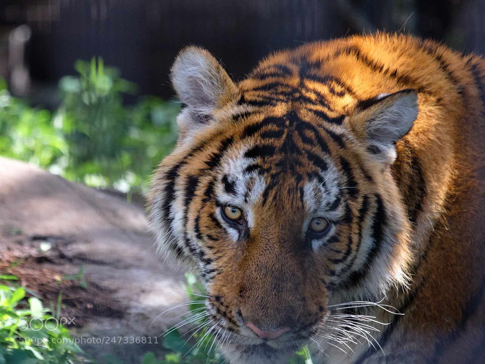 Fujifilm X-T2 sample photo. Tigers photography