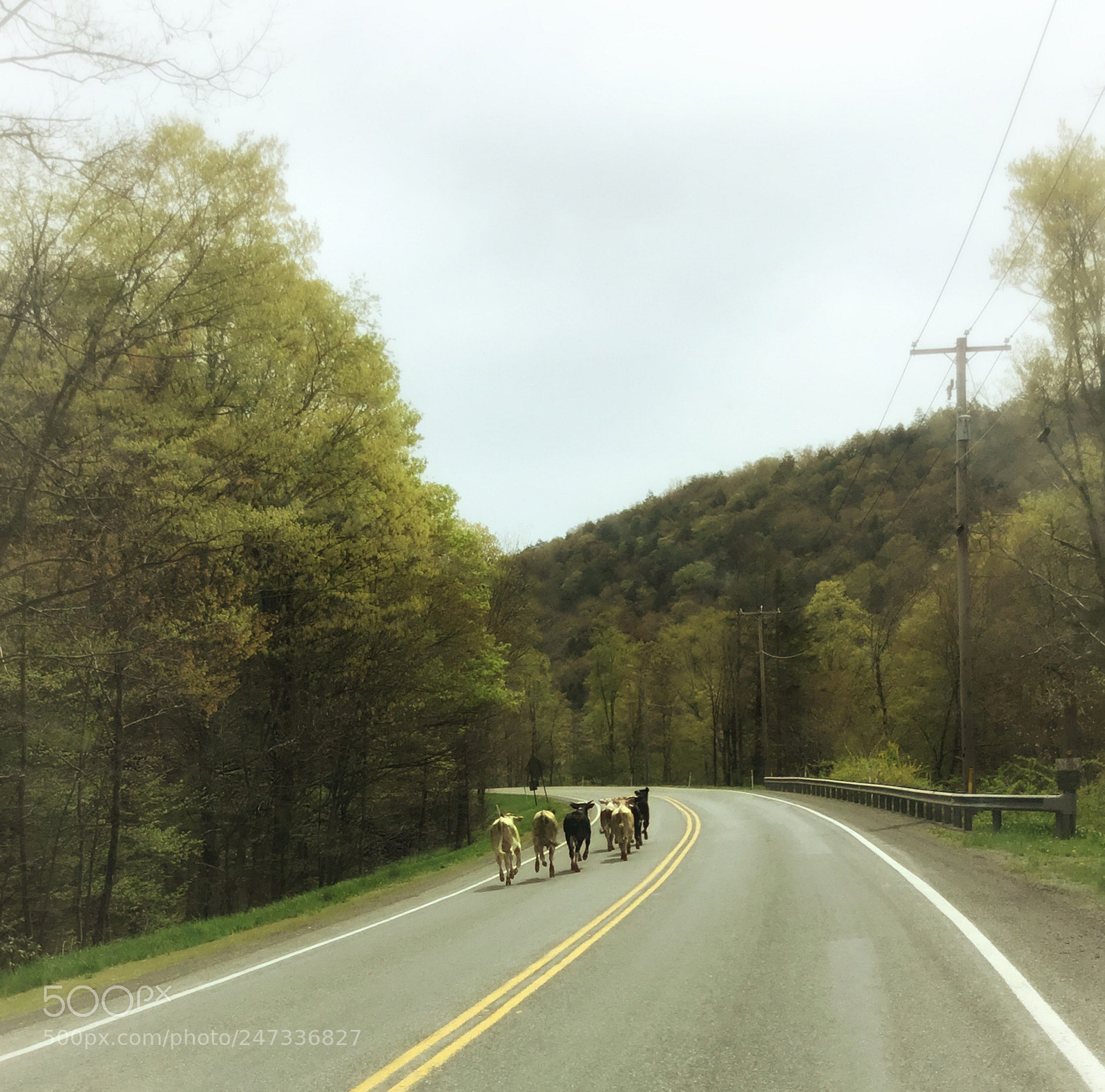 Apple iPad Pro sample photo. Road runners photography