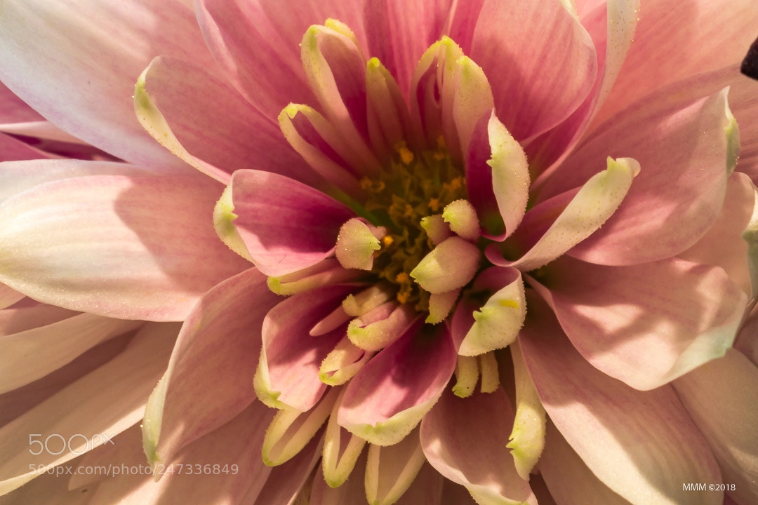 Canon EOS 77D (EOS 9000D / EOS 770D) sample photo. Pinkpetals photography