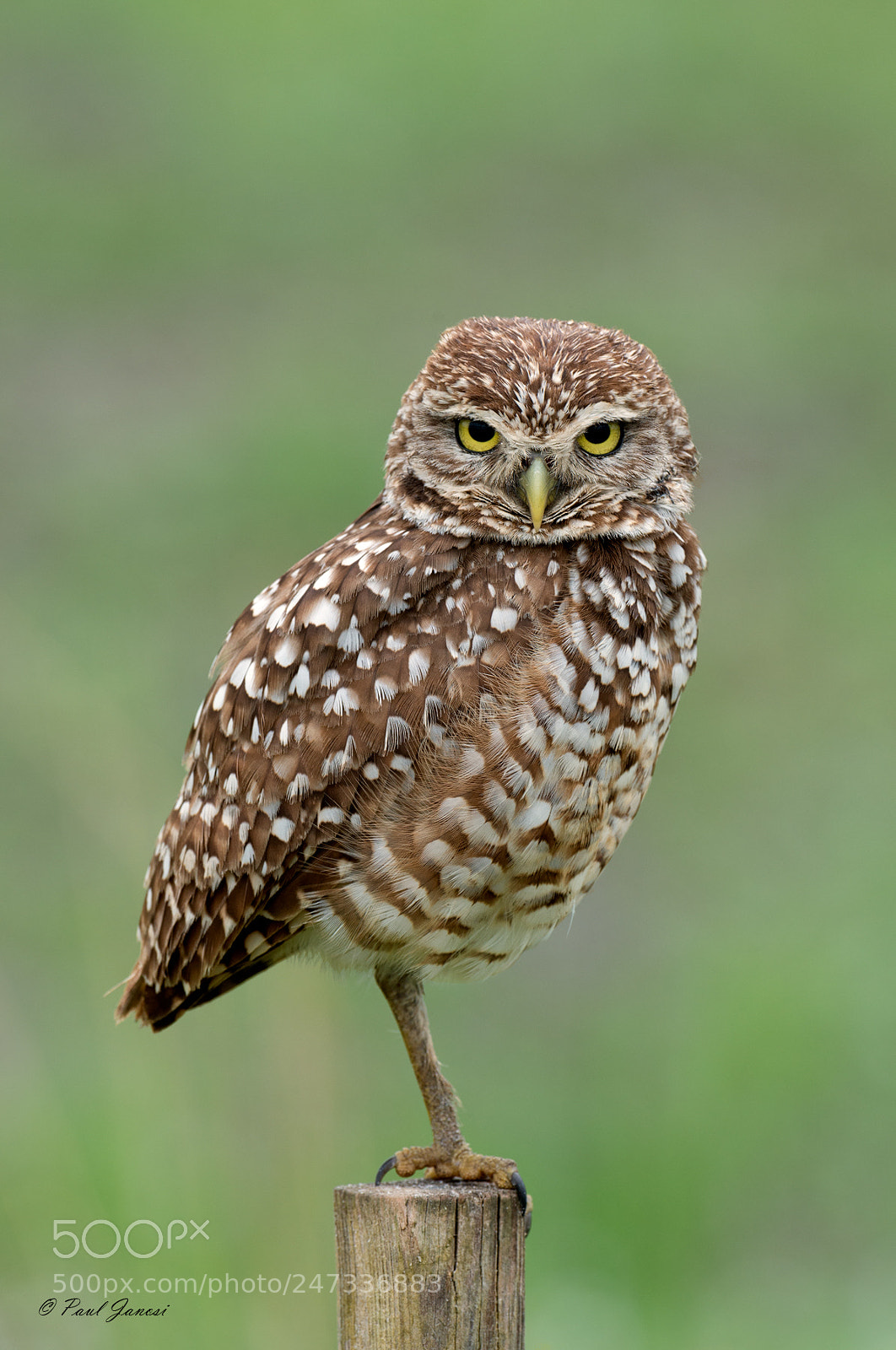 Nikon D800 sample photo. Burrowing owl photography
