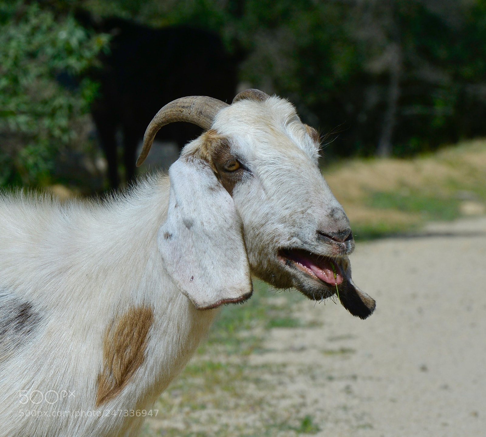Nikon D800 sample photo. Cabra photography