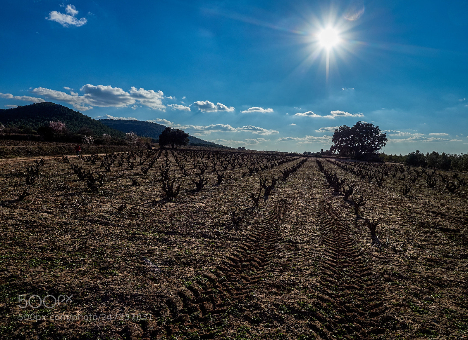 Olympus OM-D E-M1 Mark II sample photo. Winter vineyard photography