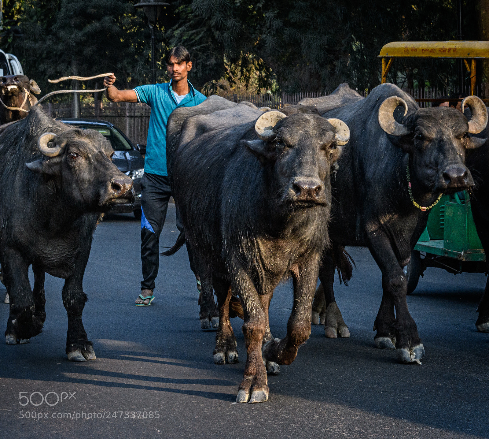Nikon D850 sample photo. View from a tuk photography