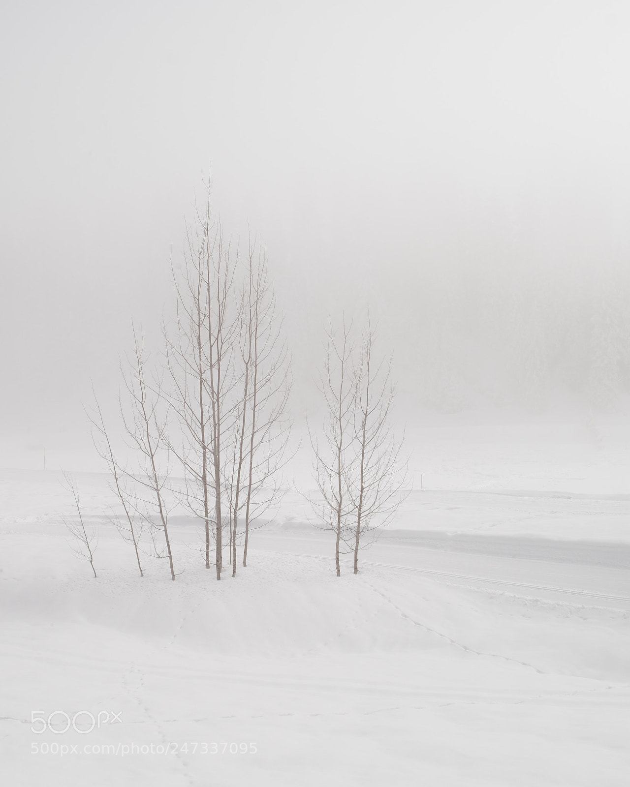 Fujifilm X-T1 sample photo. Fog & trees photography