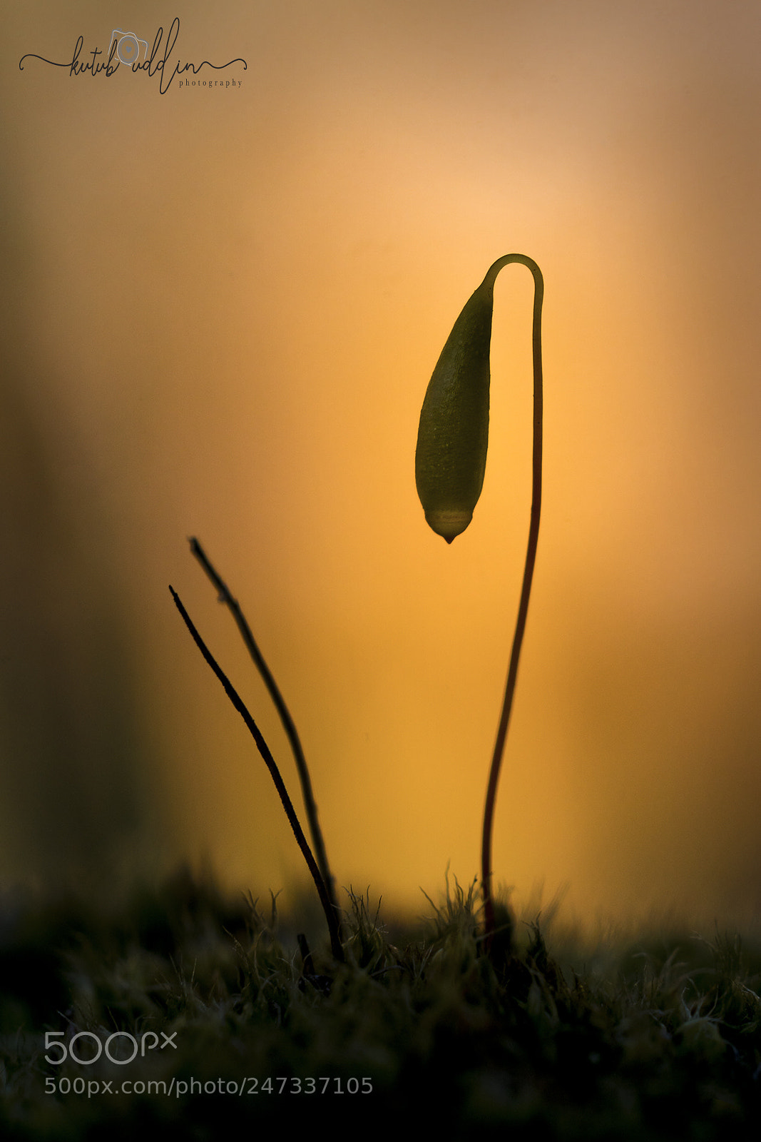 Sony ILCA-77M2 sample photo. Capillary thread-moss photography