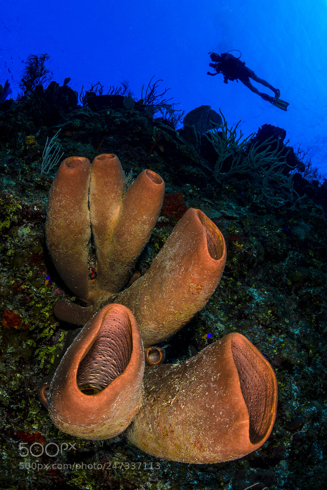 Nikon D800 sample photo. Diver photography