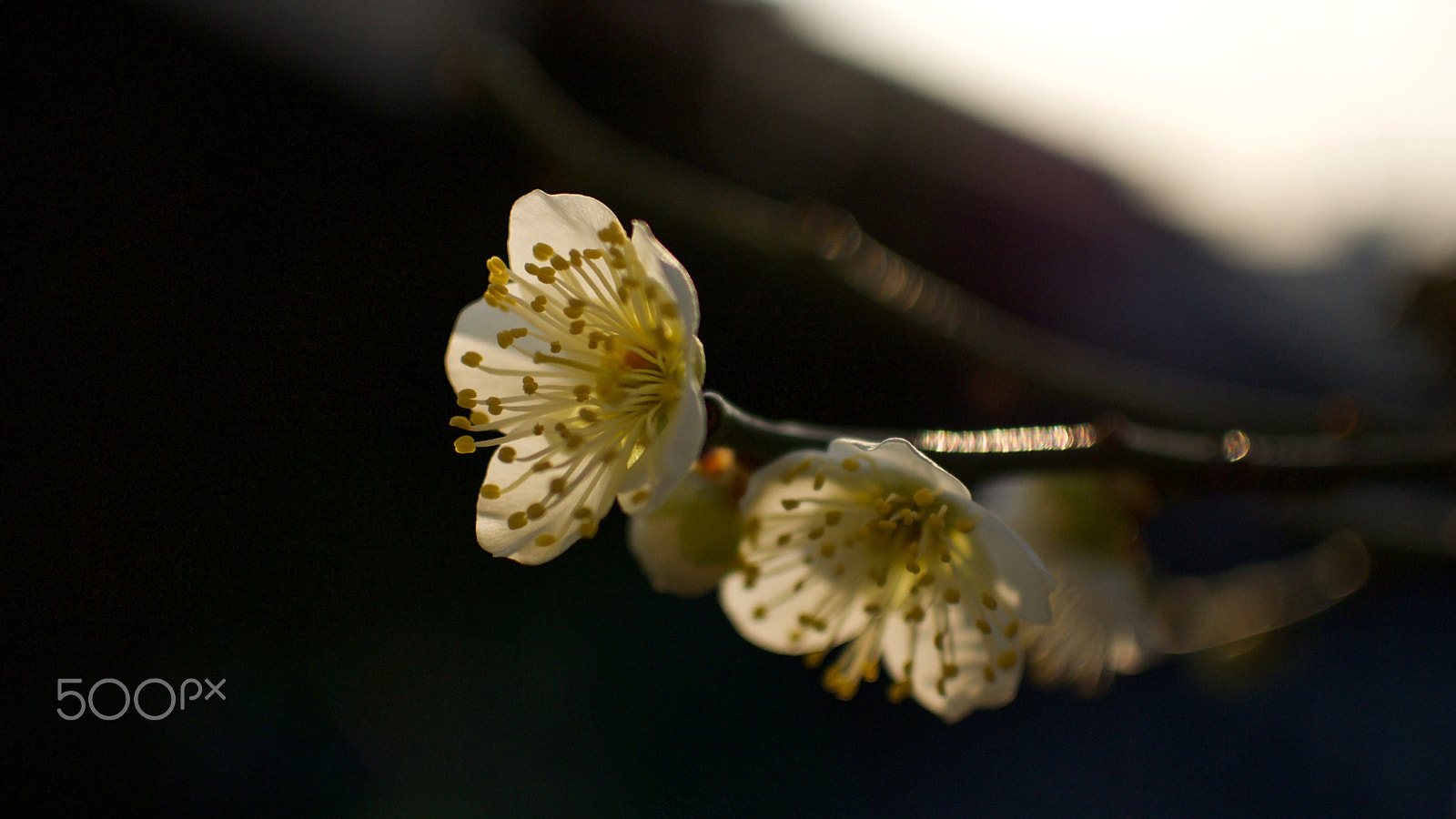 Nikon 1 J2 sample photo. Plum blossoms photography