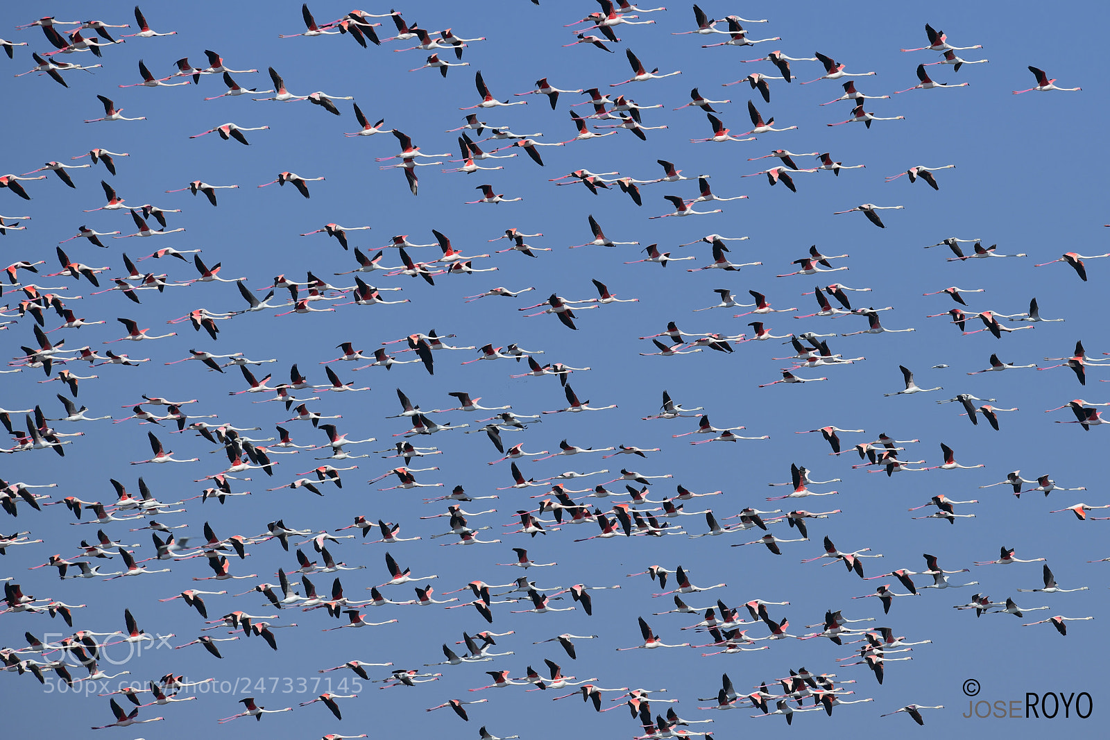 Nikon D850 sample photo. Flamencos photography