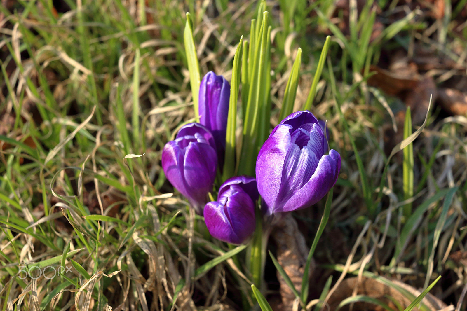 Canon EF-S 24mm F2.8 STM sample photo. Hints of spring (2) photography