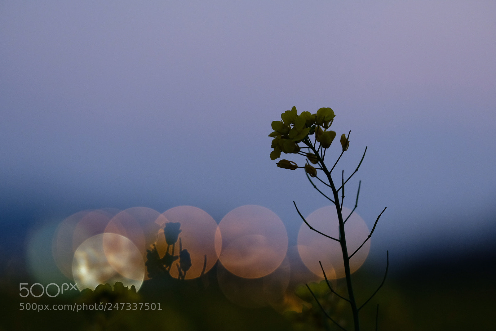 Fujifilm X-Pro2 sample photo. Sunset flower photography