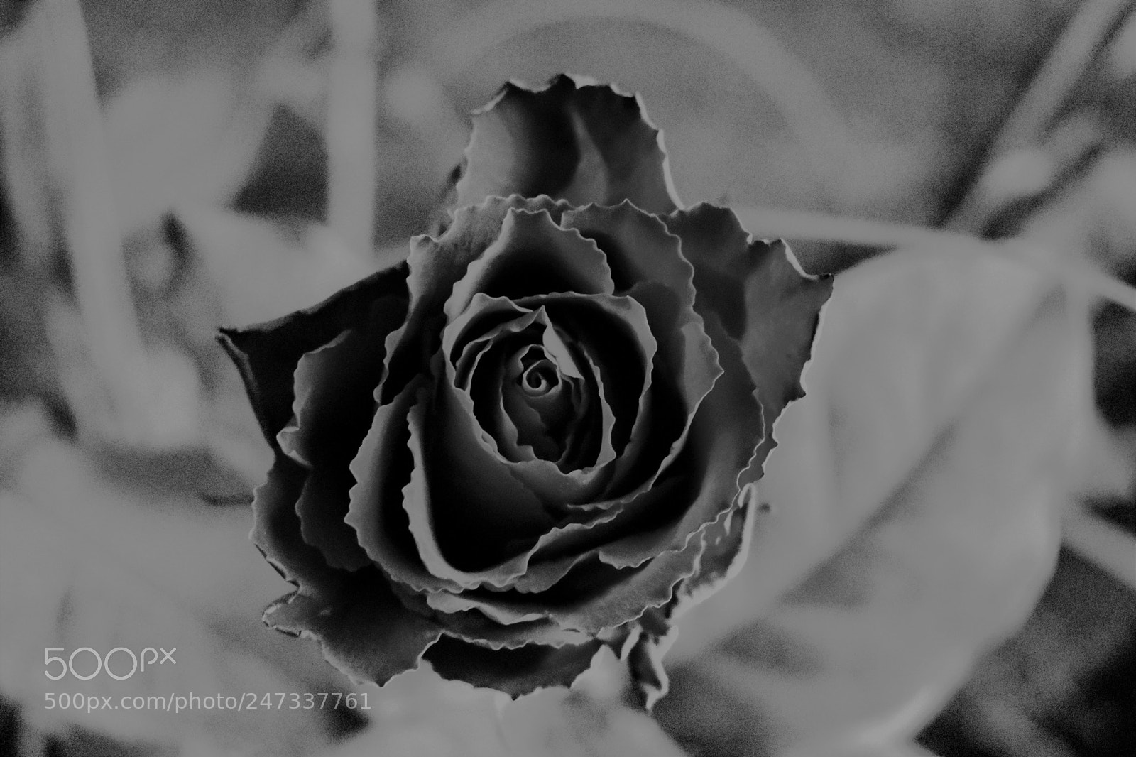 Nikon D3400 sample photo. La rose episode iii photography