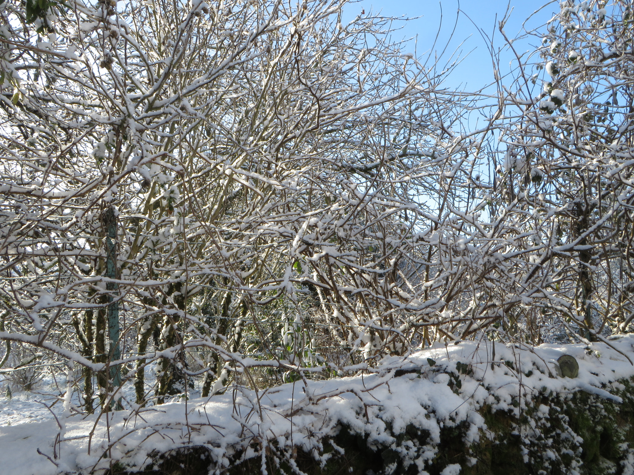 Canon PowerShot SX280 HS sample photo. After the snow photography