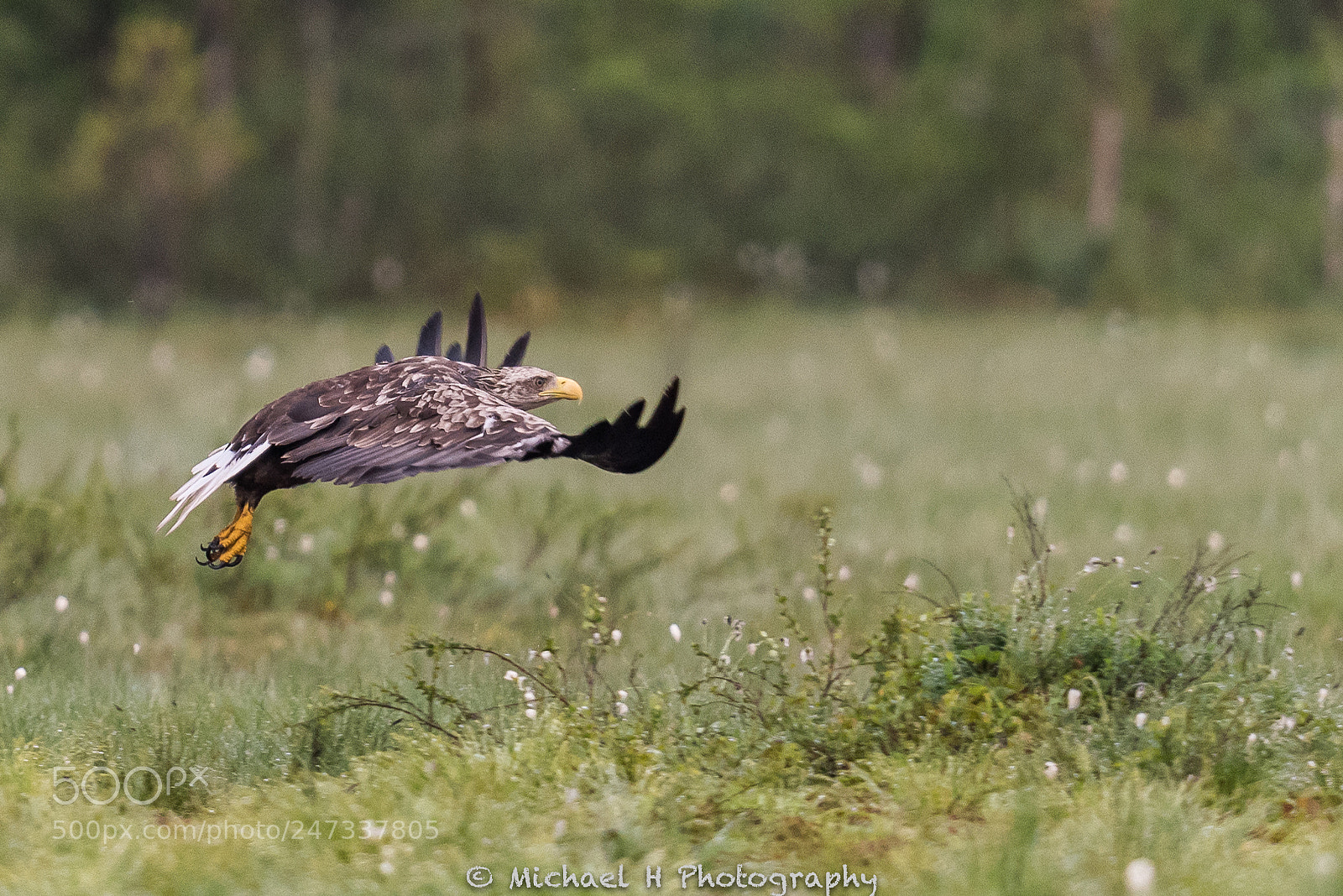 Nikon D810 sample photo. Sea eagle photography