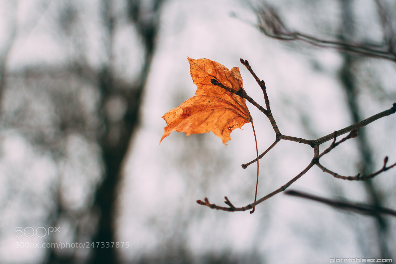 Canon EOS 7D sample photo. Leaf. photography