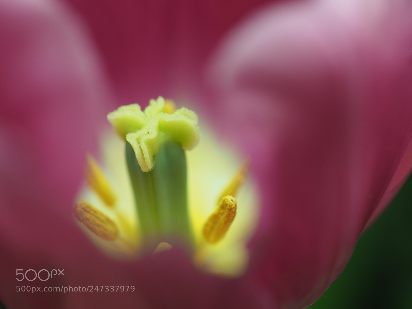Olympus OM-D E-M5 II sample photo. Tulip photography