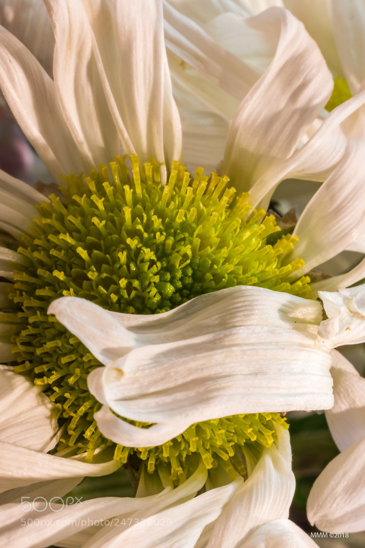 Canon EOS 77D (EOS 9000D / EOS 770D) sample photo. Whitepetals photography