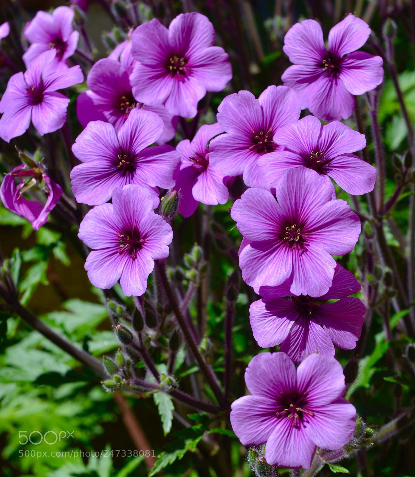 Nikon D800 sample photo. Reunion de flores photography