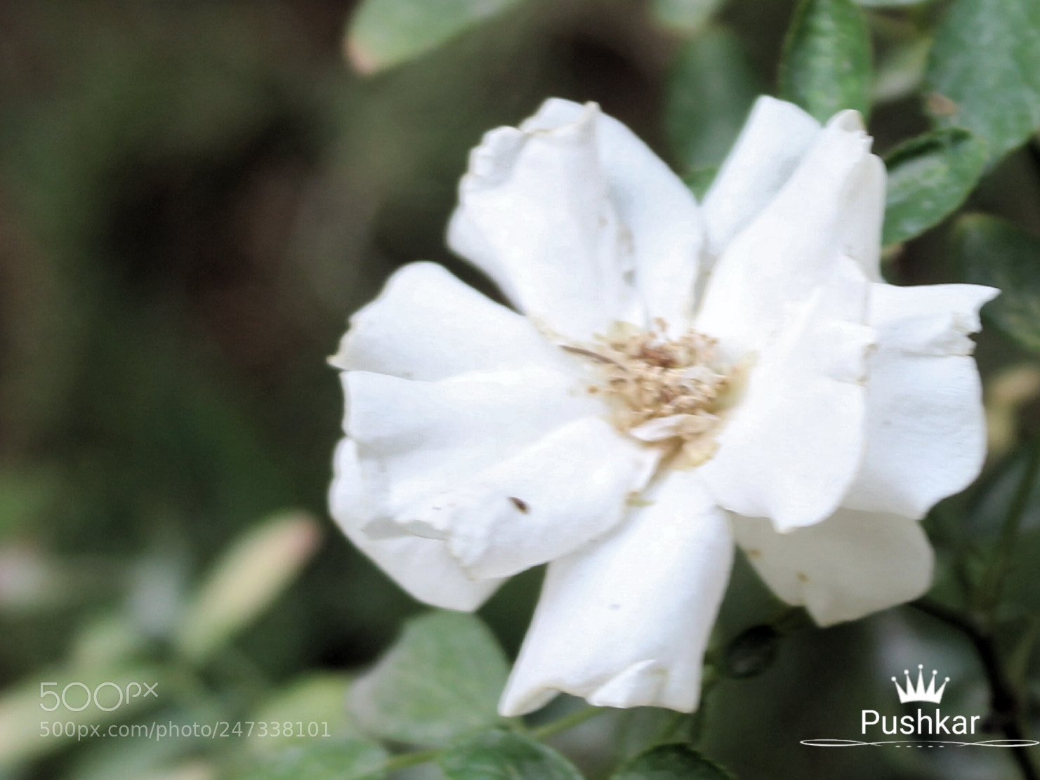 Canon EOS 1200D (EOS Rebel T5 / EOS Kiss X70 / EOS Hi) sample photo. Rose photography