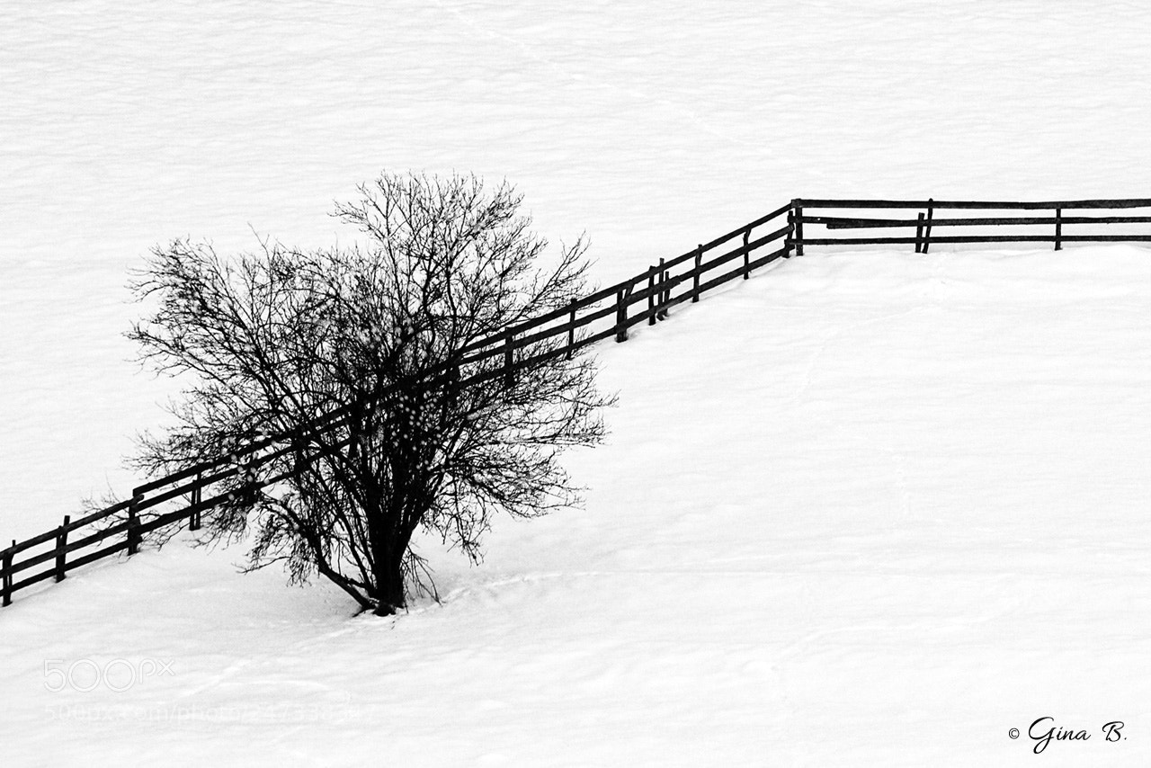 Nikon D3000 sample photo. Crossing photography