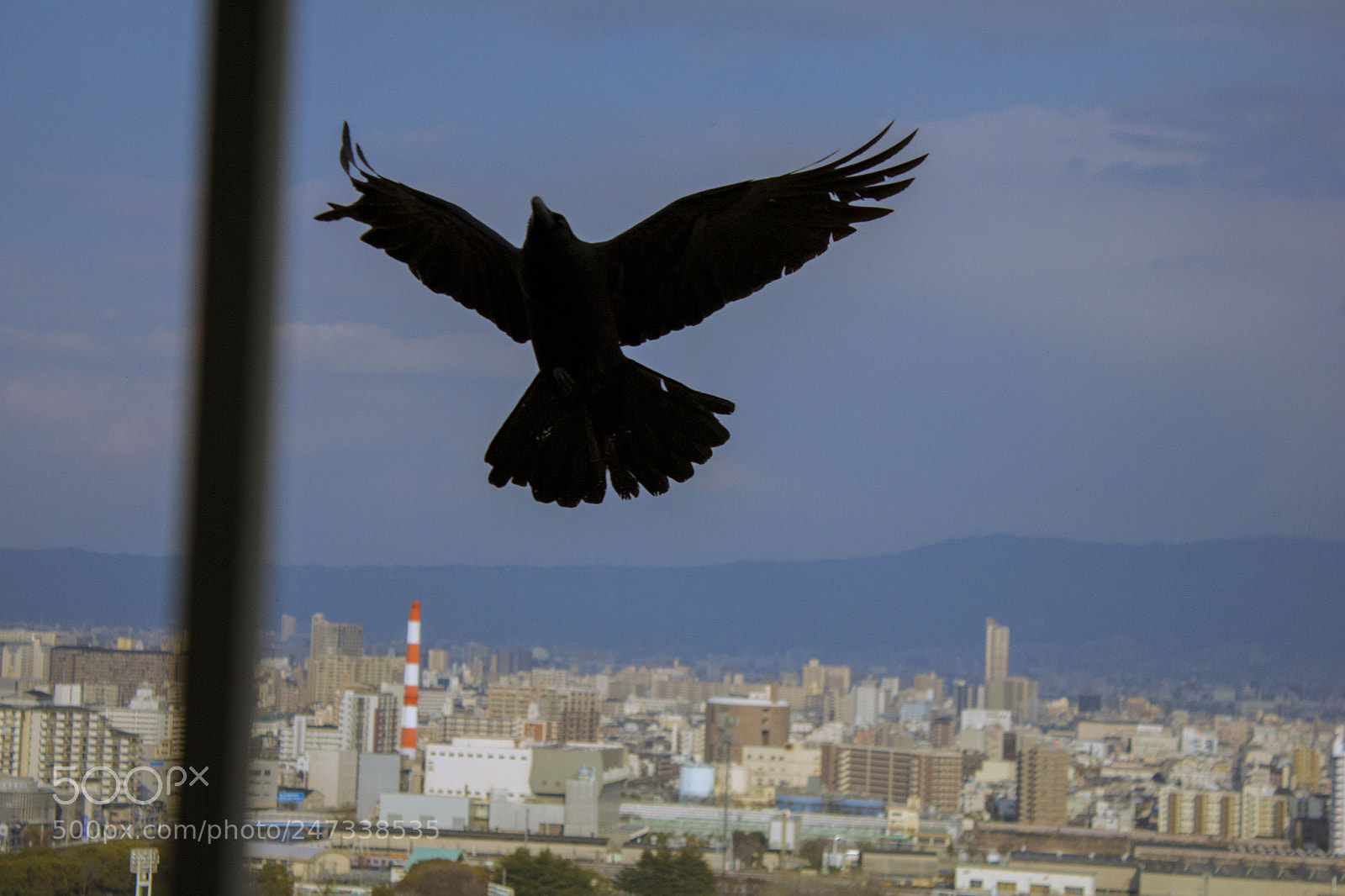 Canon EOS 550D (EOS Rebel T2i / EOS Kiss X4) sample photo. Bird in flight photography