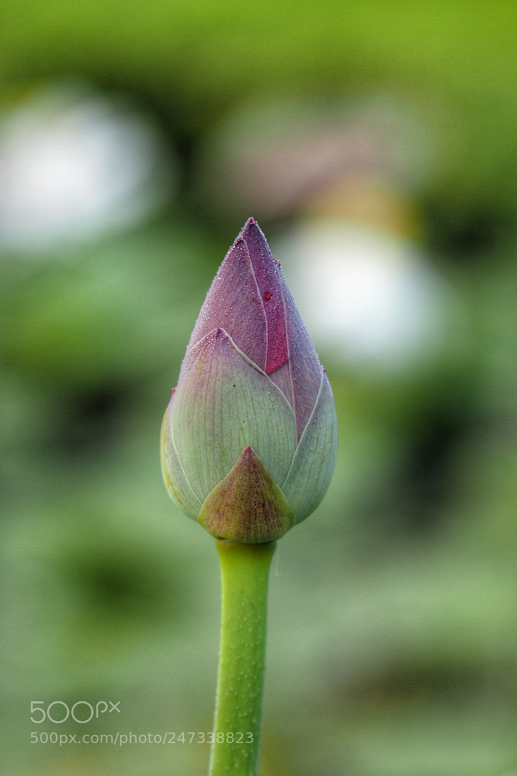 Olympus OM-D E-M1 Mark II sample photo. Untitled photography