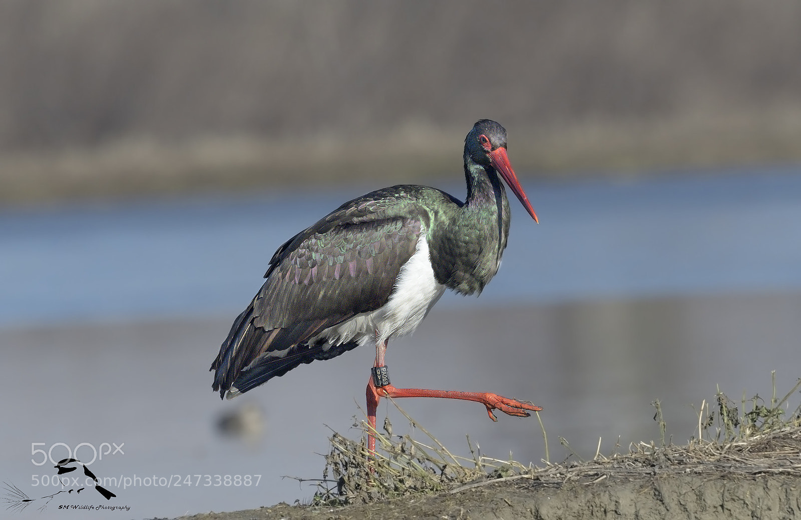 Nikon D500 sample photo. Black stork scrambling on photography