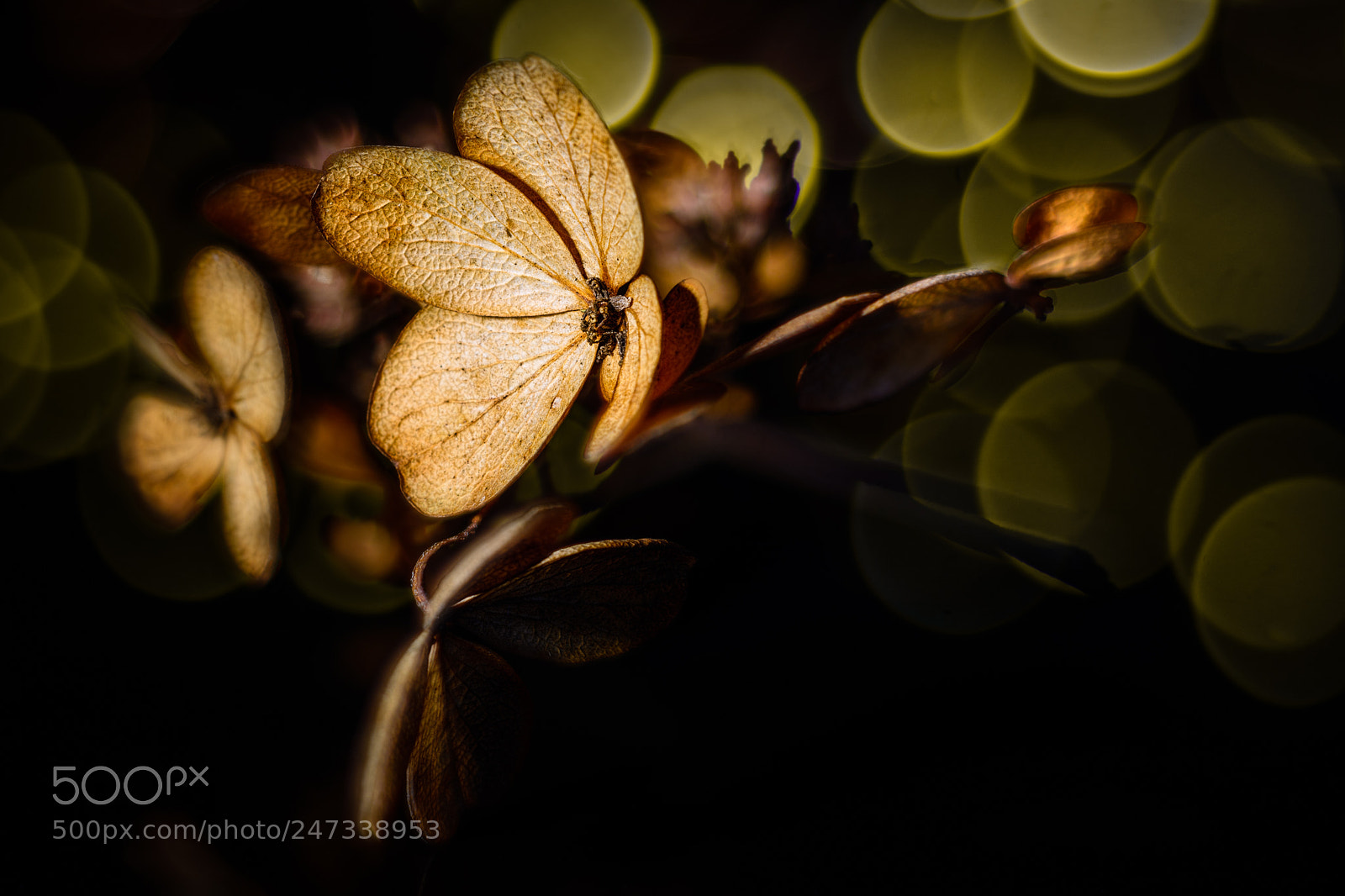 Nikon D7100 sample photo. Winter hydrangea #3 photography