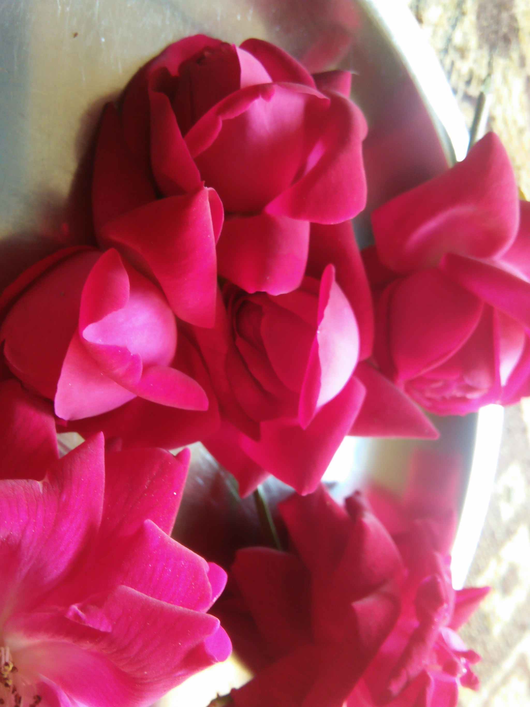 OPPO A33f sample photo. Rose mean "love" photography