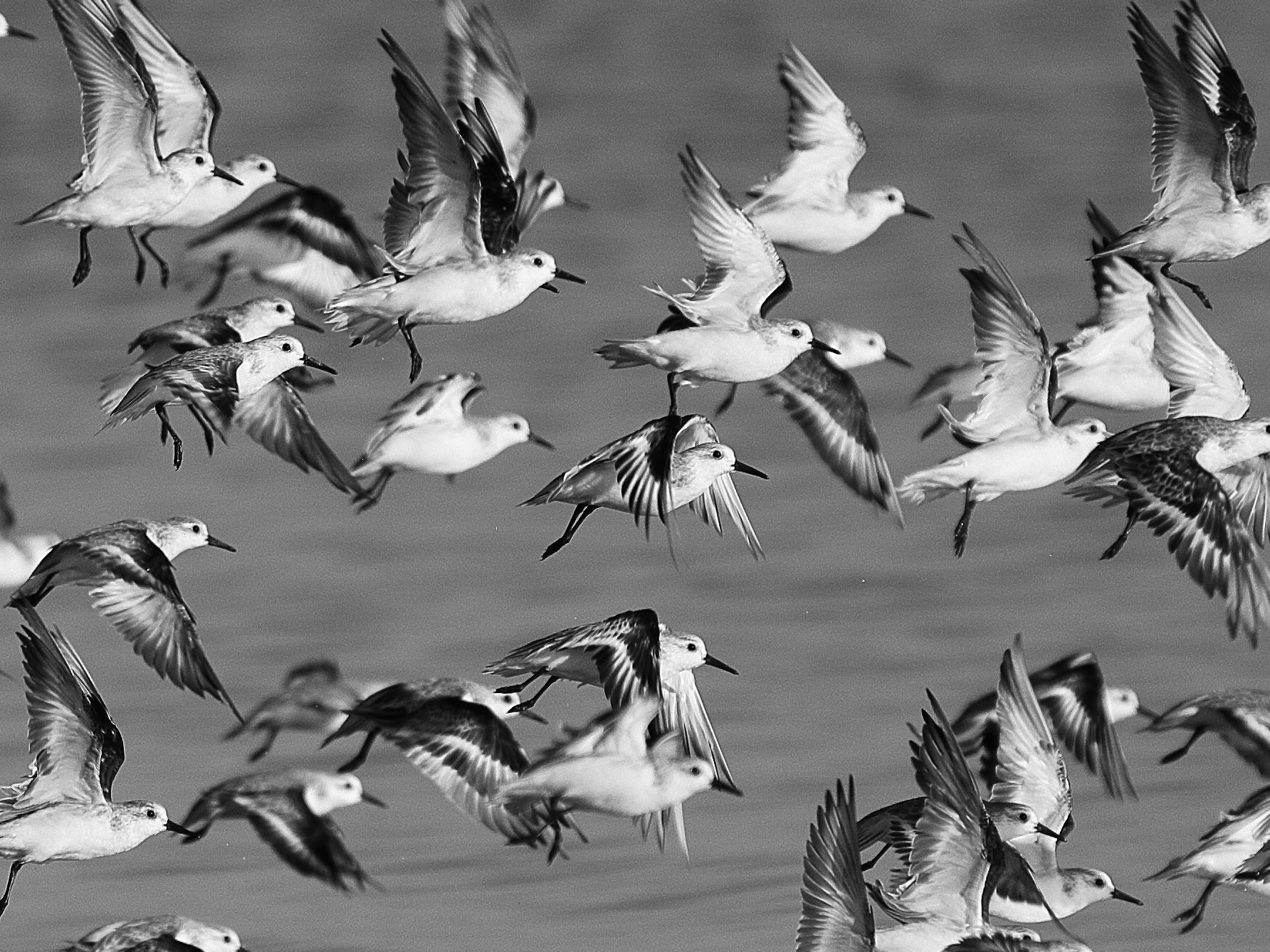 Canon EF 300mm F2.8L IS II USM sample photo. Terns on the turn photography