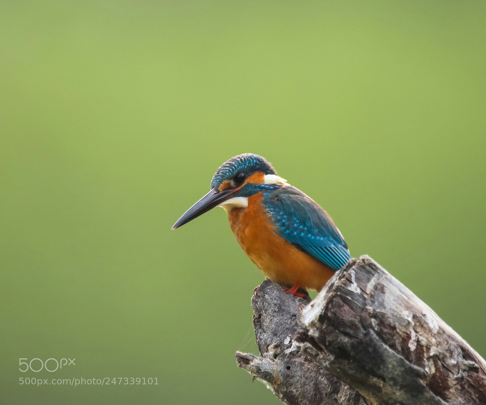 Canon EOS 77D (EOS 9000D / EOS 770D) sample photo. Common kingfisher photography