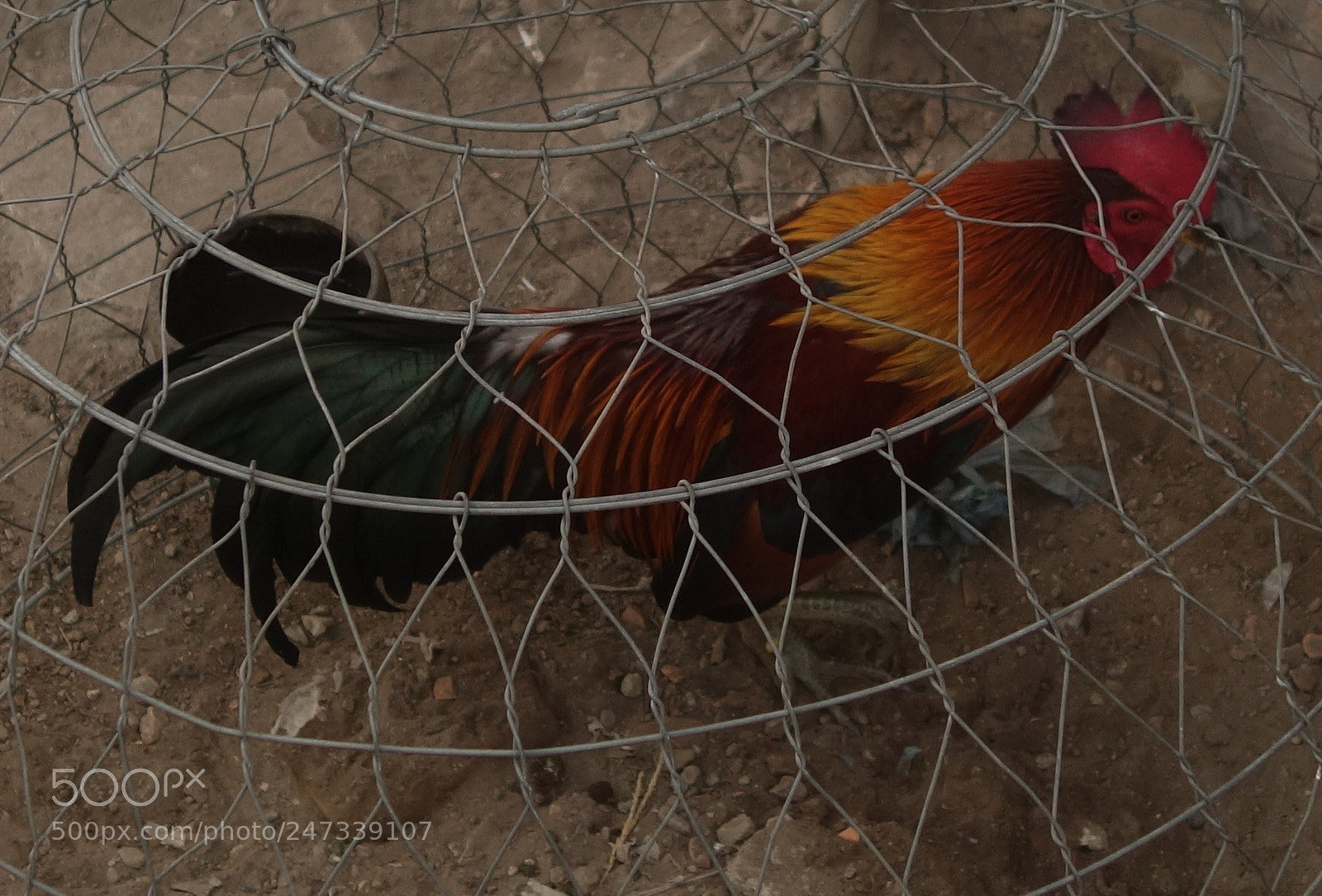 Sony Cyber-shot DSC-RX100 II sample photo. Mekong lot () photography