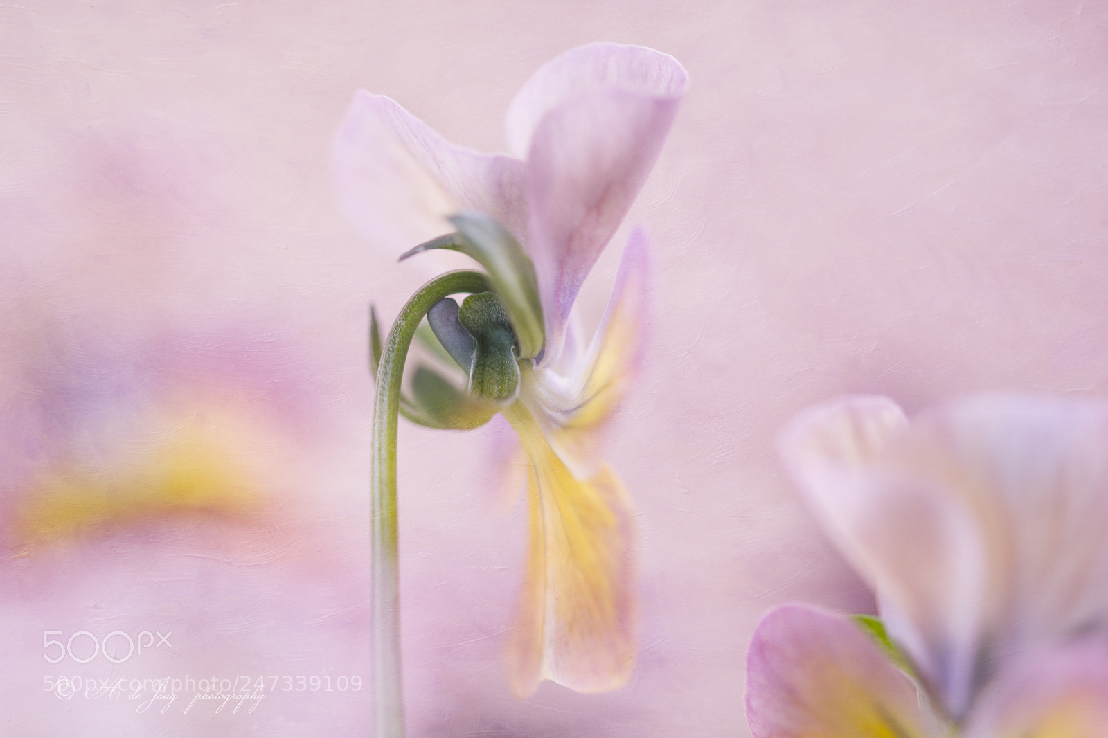 Nikon D7100 sample photo. Violet photography