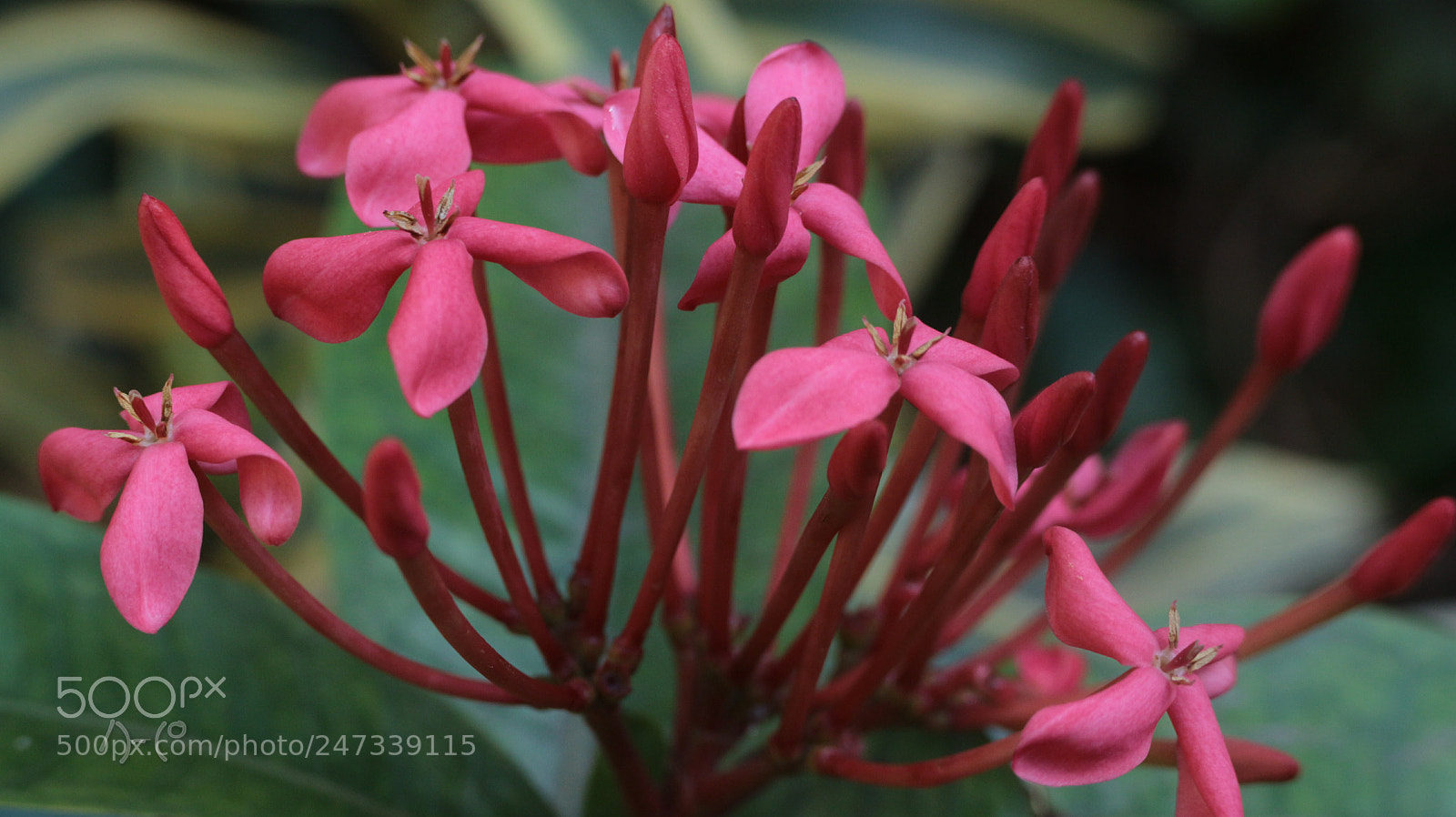 Canon EOS M10 sample photo. Flower photography