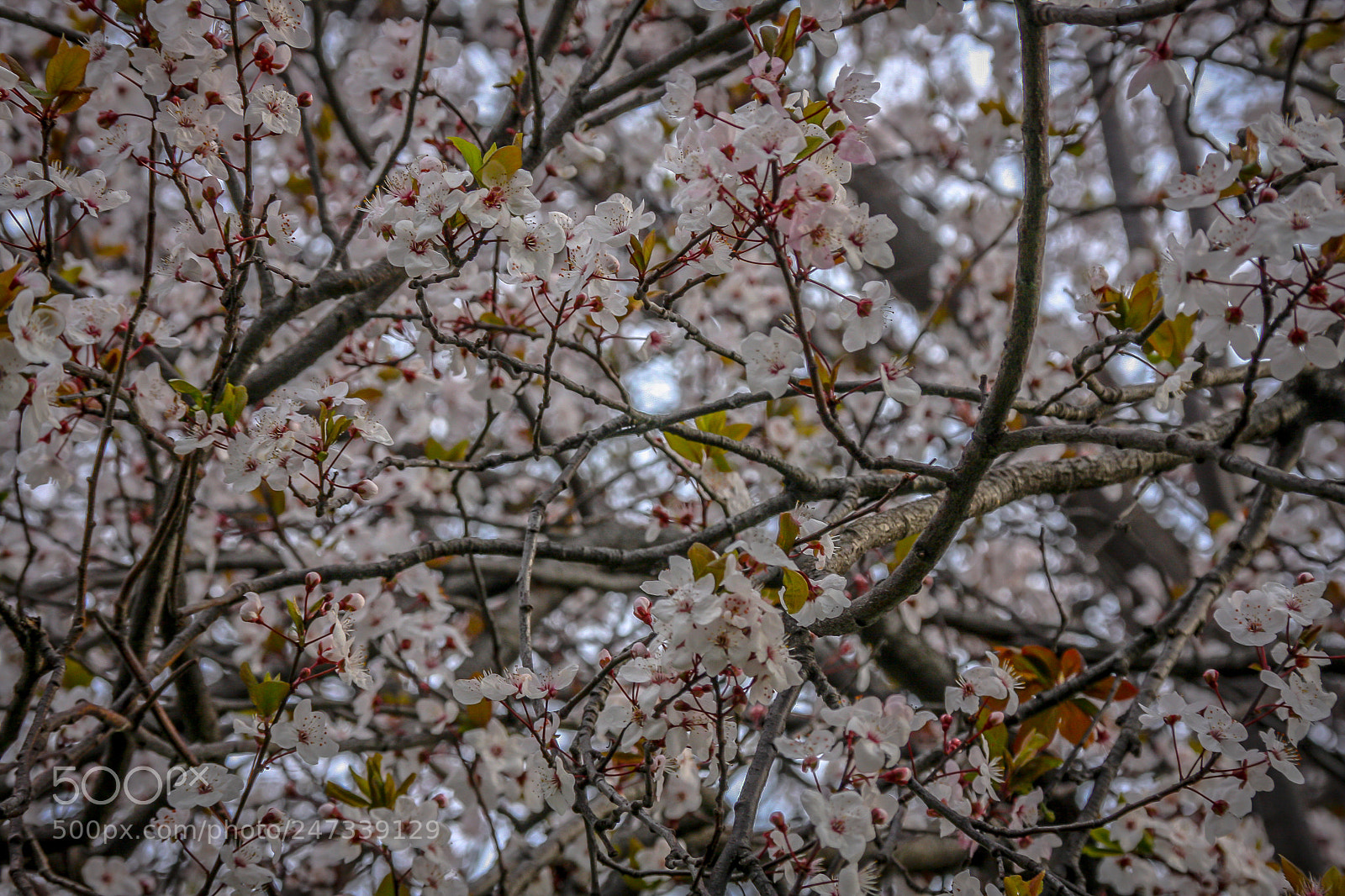 Canon EOS 40D sample photo. White photography