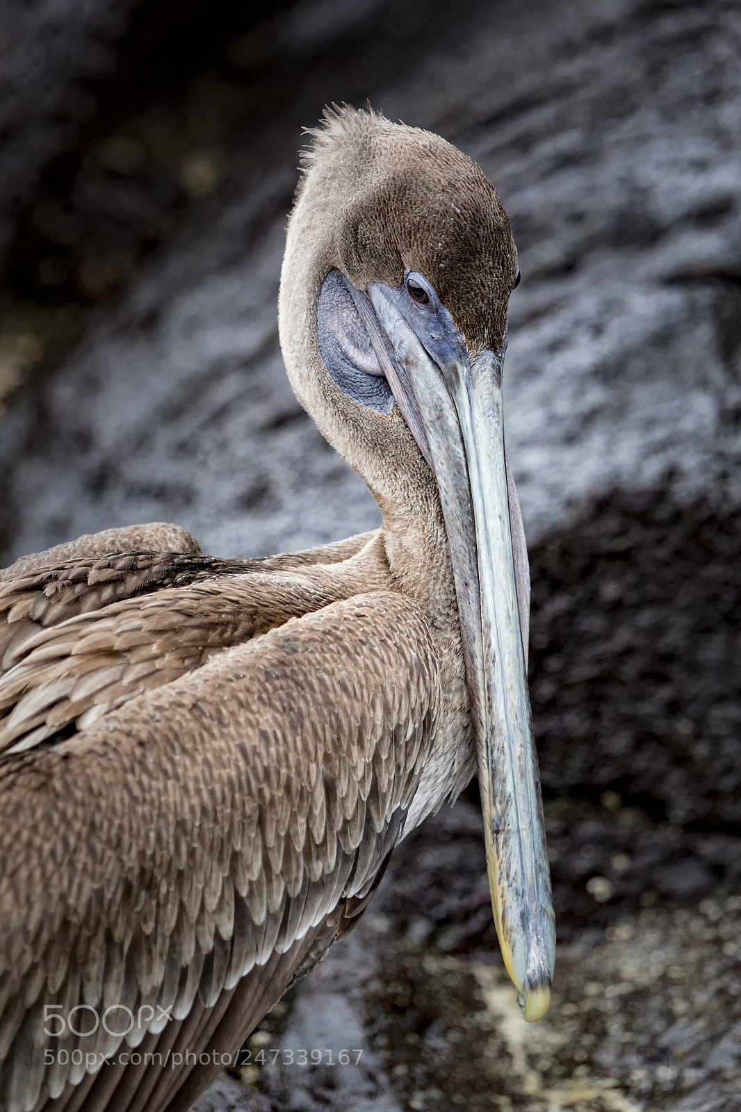 Canon EOS 5D Mark IV sample photo. Galapagos brown pelican photography