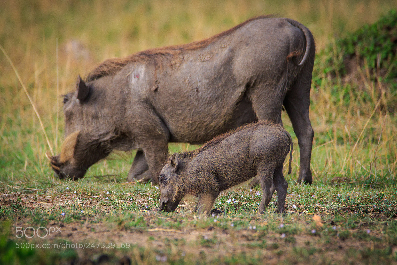 Canon EOS 7D Mark II sample photo. Tanzania - serengeti photography