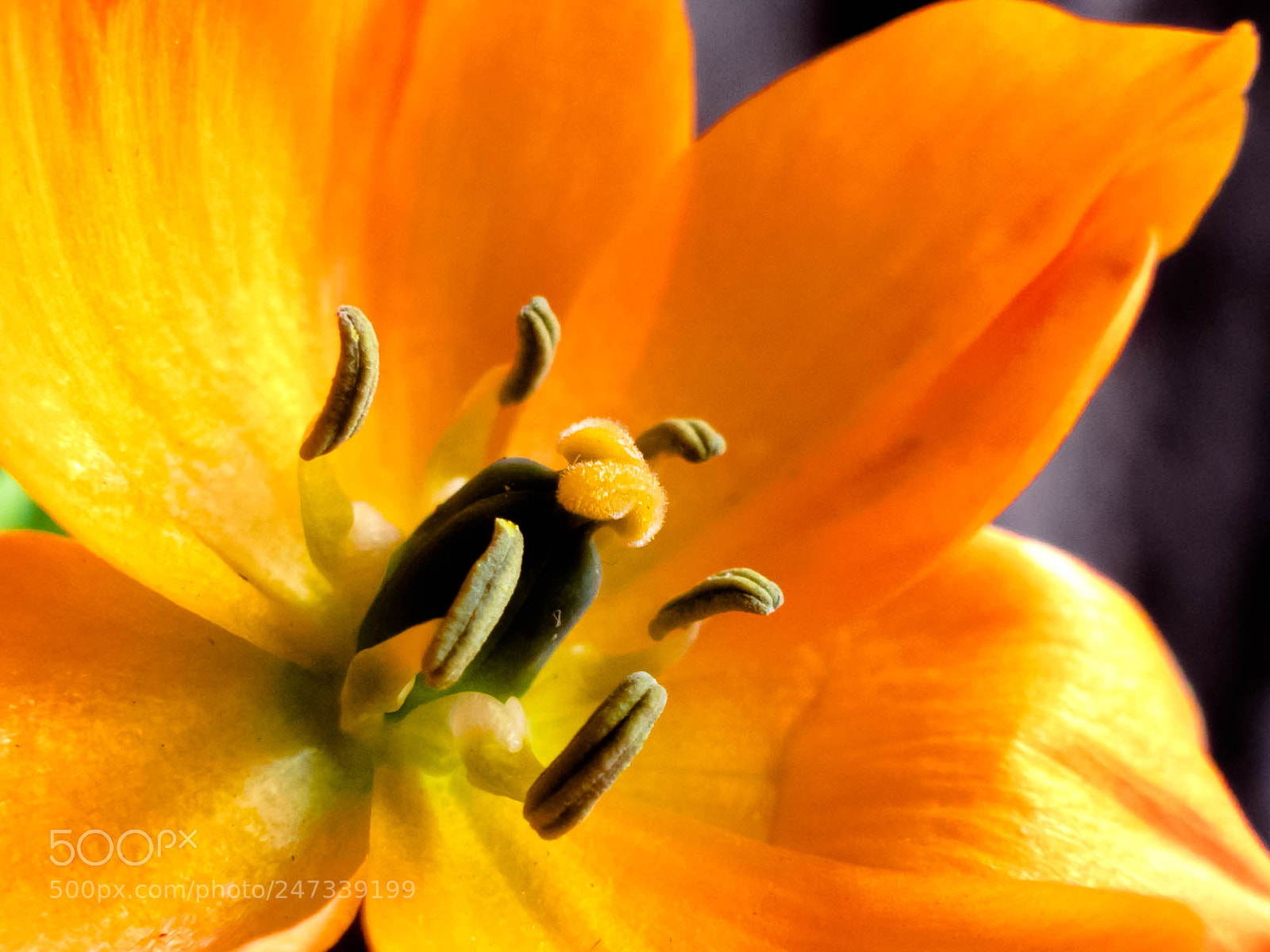 Panasonic Lumix DMC-FZ300 sample photo. Ornithogalum dubium 02. photography