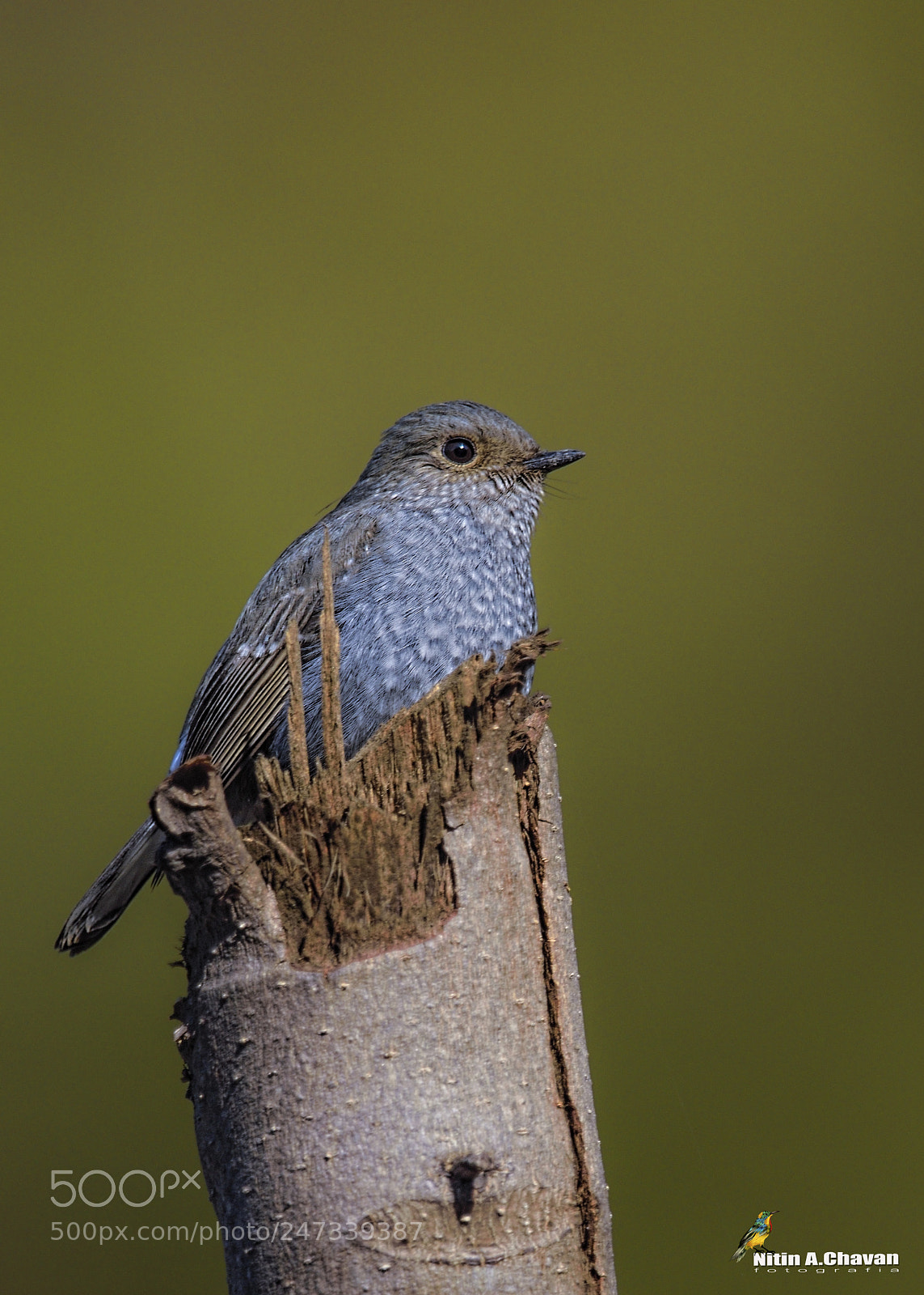Nikon D810 sample photo. Plumbeous water redstart (female) photography