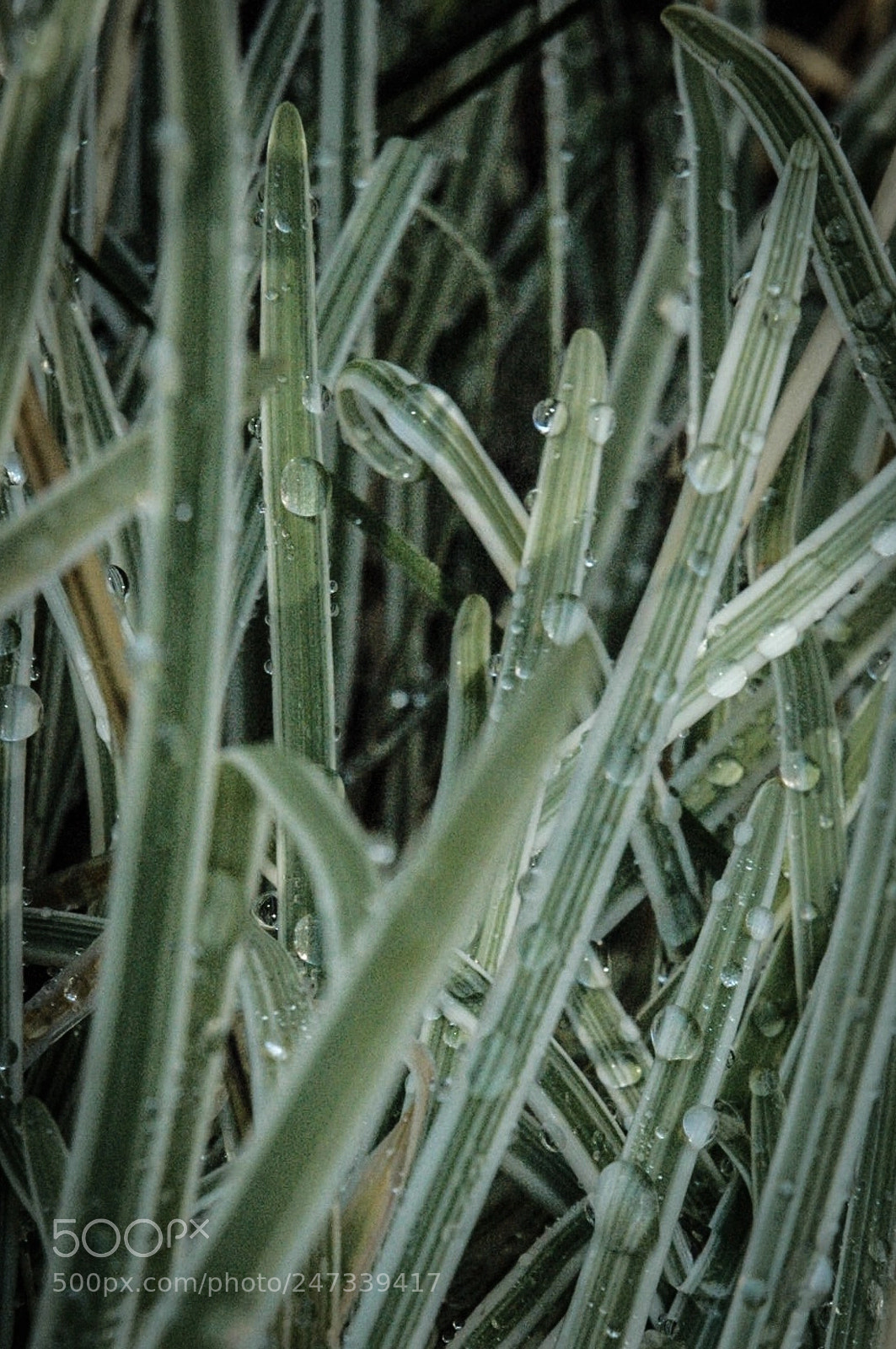Nikon D70 sample photo. Blades and dew photography