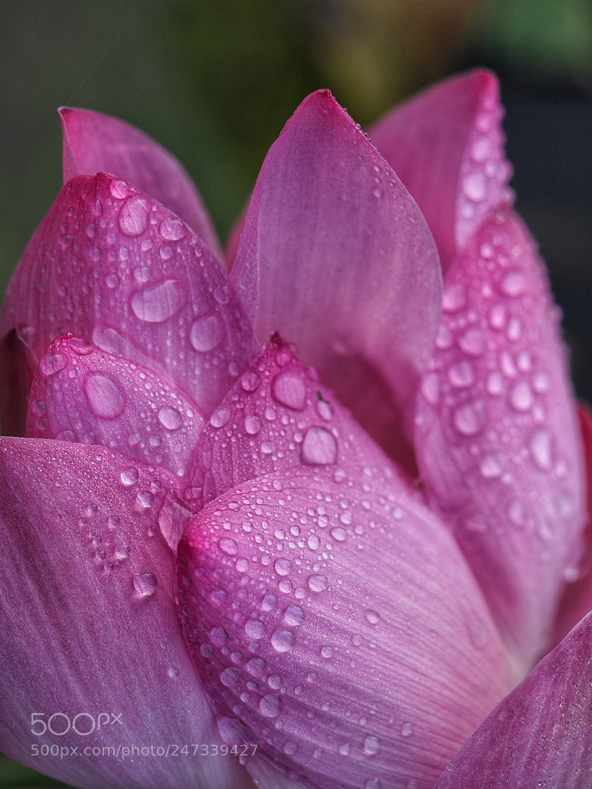 Olympus OM-D E-M1 Mark II sample photo. Untitled photography